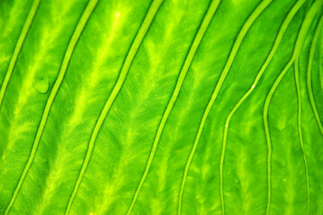 green leaf texture with droplets