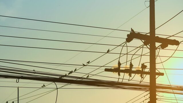 Flock of pigeon birds sitting on electric wires against sunrise sky.