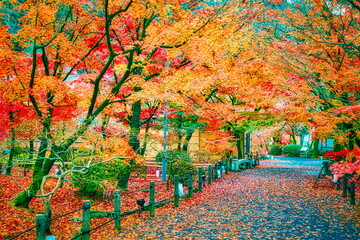 秋が深まるとお寺の境内は紅葉で赤く染まります