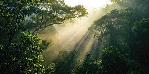 Sunlight shining through the fog in the rainforest in the morning