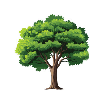 green tree isolated on white background ,  illustration vector