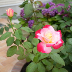 バラのある花壇