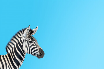 Naklejka premium zebra isolated on blue background , copy space for text