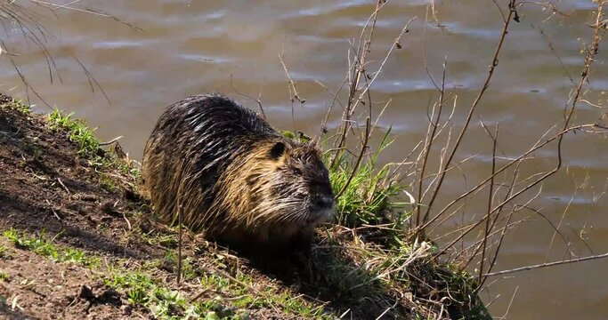 Nutria (Myocastor coypus), Shooters Island (Střeleck&yacute; Ostrov), Vltava river, Prague