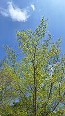 Fototapeta premium tree in the sky