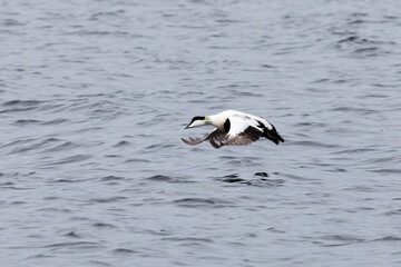 Male eider flying over the water, close-up