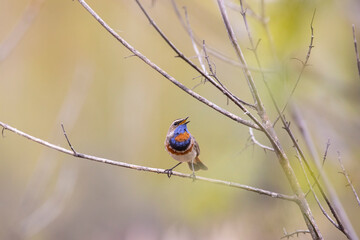 Male bluethroat sitting on a tree branch close-up