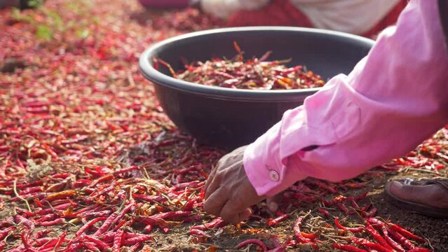 Closeup of migrant woman worker sorting dry red chillies, Maharashtra, India
