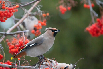 Waxwings eat rowan berries, close-up