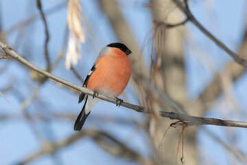 Male bullfinch sits on a tree, close up