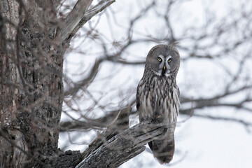 Great gray owl sitting on a tree branch close up