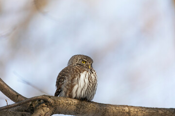 Eurasian pygmy owl sitting on a tree branch in spring day close up