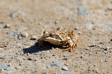Common frog sitting on a large stone
