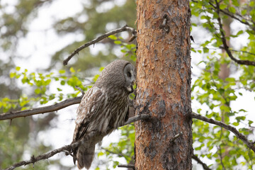 Great gray owl sitting on a tree branch close up