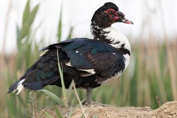 Muscovy duck bird stands among the grass close-up