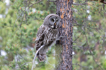 Great gray owl sitting on a tree branch close up