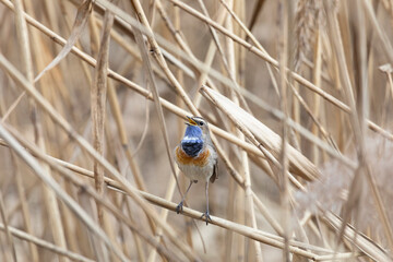 Male Bluethroat sitting on reeds close up