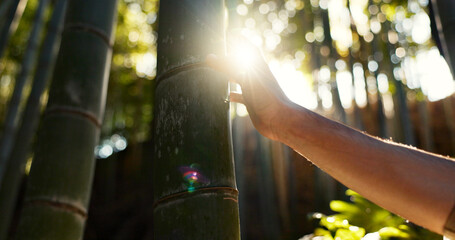 Person, touch and tree in bamboo forest, sunshine and lens flare for hiking with connection to...