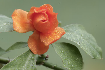 The beauty of the wax rose flower which is in full bloom in the morning. This orange flowering...
