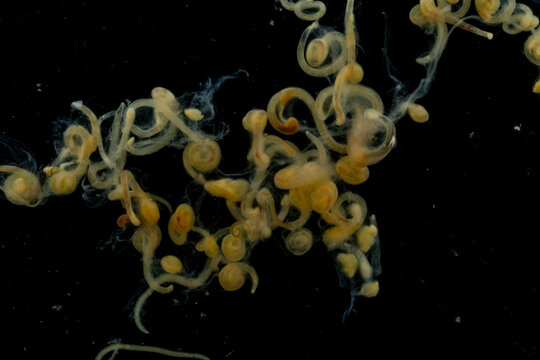 Study of Parasitic helminths (Trematodes) and Ascaris of fishes under a microscope.