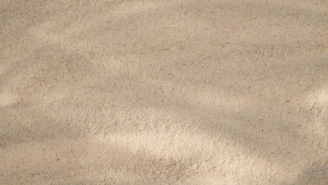 Abstract backdround of tree leaves and grass silhouette shadows motion over sand