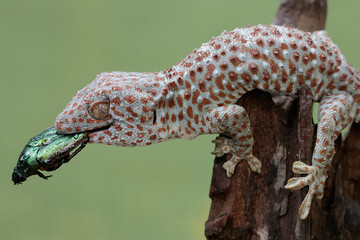 A tokay gecko is ready to prey on a scarab flowerbeetle. This reptile has the scientific name Gekko...