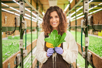 Female gardener holding pot with green arugula plant in greenhouse. Portrait of woman in work...