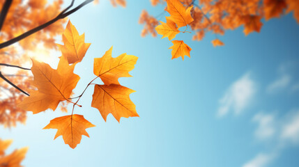 Naklejka na ściany i meble Vivid orange maple leaves in focus with a bright blue sky background, depicting the fall season.