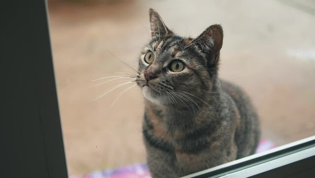 Pet cat outside begging to come indoors
