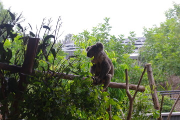 A little Koala sitting on a wood