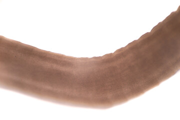 Tapeworms (Cestoda: Caryophyllidea), Parasites of Fish in Thailand.