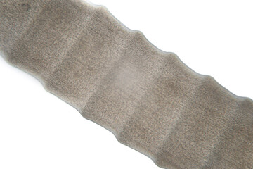 Tapeworms (Cestoda: Caryophyllidea), Parasites of Fish in Thailand.