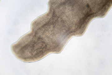 Tapeworms (Cestoda: Caryophyllidea), Parasites of Fish in Thailand.