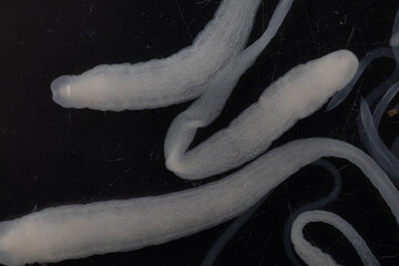 Tapeworms (Cestoda: Caryophyllidea), Parasites of Fish in Thailand.