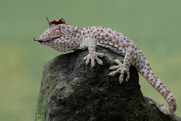 A tokay gecko is ready to prey on a frog leg beetle. This reptile has the scientific name Gekko gecko.