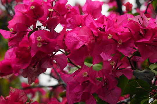 Bougainvillea is a genus of flowering plants known for their vibrant and colorful bracts, which are often mistaken for petals. While bougainvillea flowers are typically found in shades of pink, red