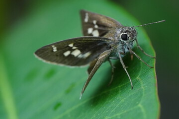 Brazilian Skipper Butterfly There are many skipper butterfly species found in Brazil, and each may...