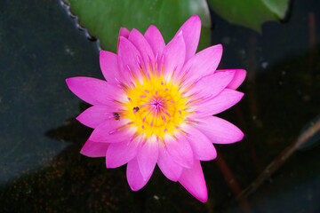 Pink lotus flower in a lotus pot has two bees sucking nectar from the lotus pollen.