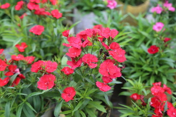 summer  flower in a garden