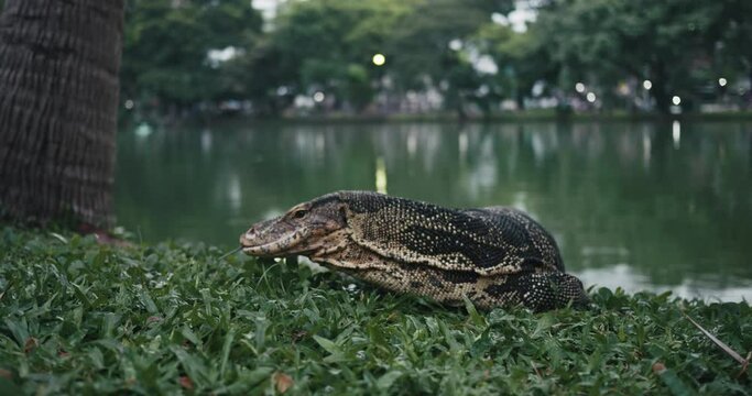 Monitor lizard or water monitor on the ground at public city park at Bangkok. Varanus salvator lying on the grass outdoors at Lumphini Park, Thailand.