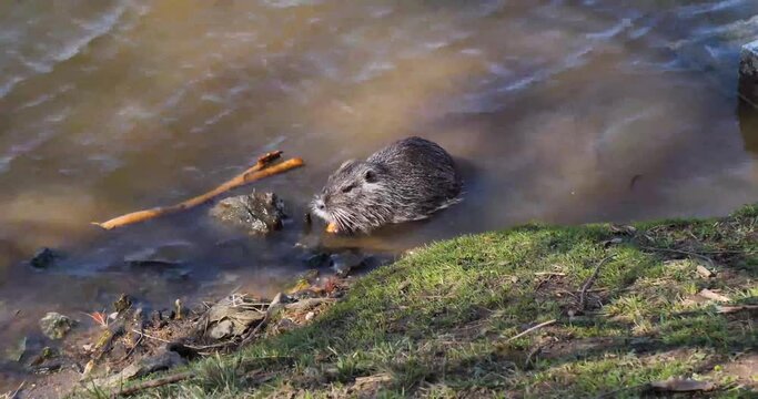 Nutria eating by the Vltava river bank, Shooters Island, Prague
