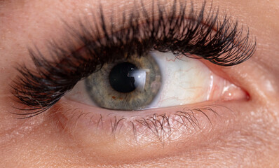 Close-up of a girl's eyes. Macro