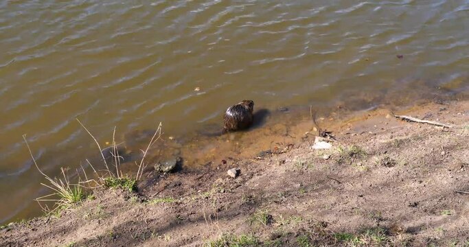 Nutria eating by the Vltava river bank, Shooters Island (Střeleck&yacute; Ostrov), Prague
