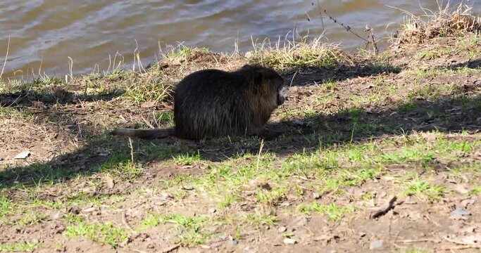 Nutria (Myocastor coypus) eating during the day on Shooters Island, Prague