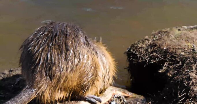 Closeup of a big Nutria (Myocastor coypus) entering the Vltava river, Prague