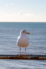 A close up of a seagull at the coast