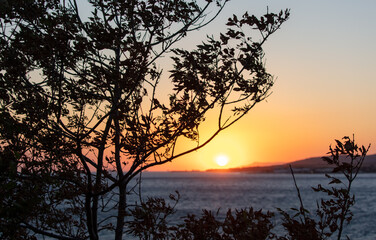 Fototapeta na wymiar Silhouette of a tree on the sea at sunset