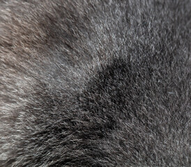 Cat fur as an abstract background. Texture