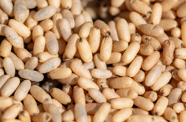 Close up of red ant eggs. Macro