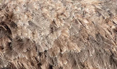 Keuken spatwand met foto Gray feathers on an ostrich as an abstract background. Texture © schankz